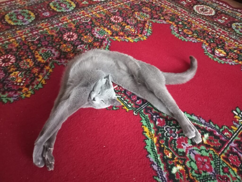 Russian Blue relaxing at the cottage