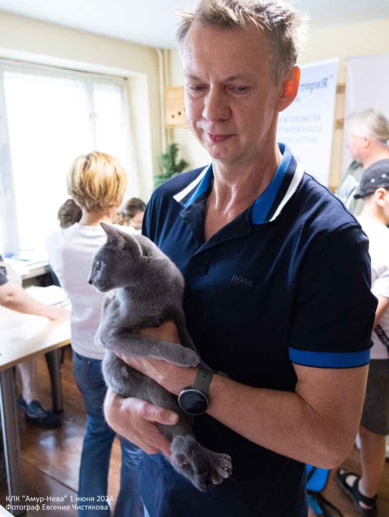Venäjänsiniset kissanpentumme ovat kansainvälisten näyttelyiden voittajia sekä omassa rodussaan että Best of the Best -kategoriassa.