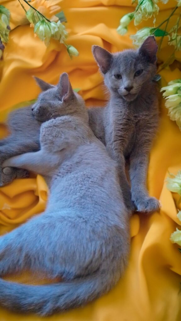 Russian Blue Kittens