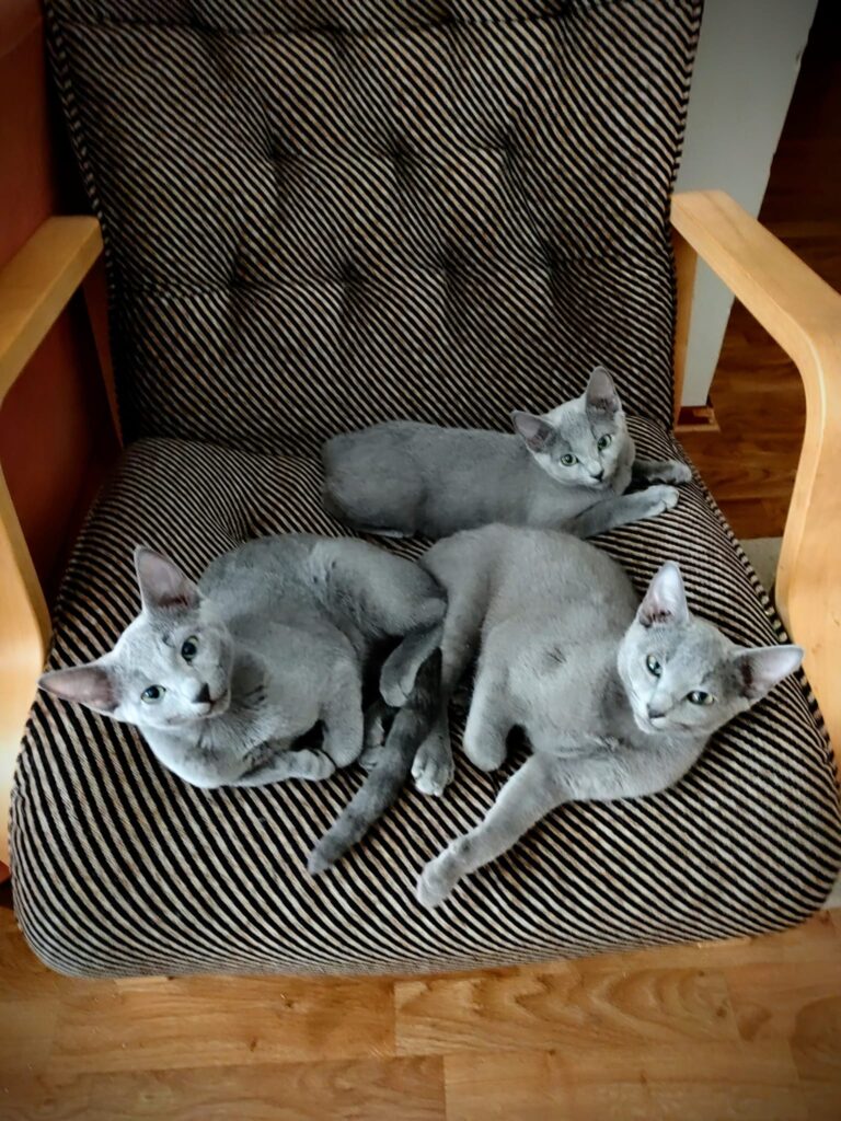 Venäjänsiniset kissanpennut