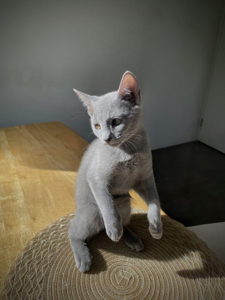Russian Blue kitten with soft blue fur and green eyes from VikaNika Cattery Finland