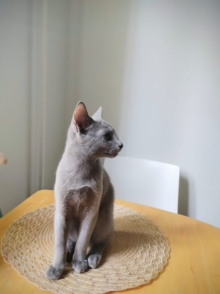 Venäjänsiniset kissanpennut