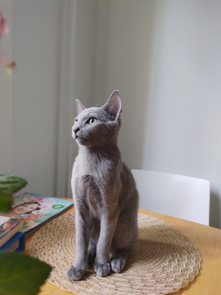 Venäjänsiniset kissanpennut